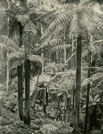 Kæmpebregner ved Gembrook, 1901. af Unbekannt