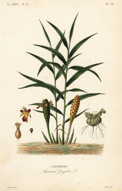 Ingefær eller ingefærrod, Zingiber officinale, Amomum zingiber, Gingembre af Unbekannt