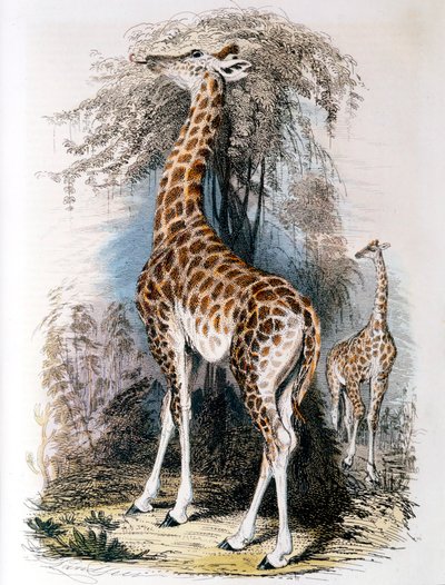 Giraf gennemser på et træ, 1836 af Unbekannt