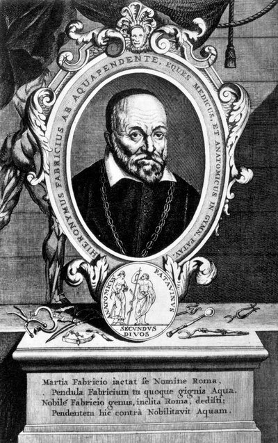 Girolamo Fabrici, italiensk anatom og kirurg, 1600-tallet af Unbekannt