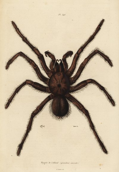 Goliat fugleæder-edderkop, Theraphosa blondi af Unbekannt