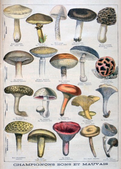 Gode og dårlige svampe, 1896 af Unbekannt