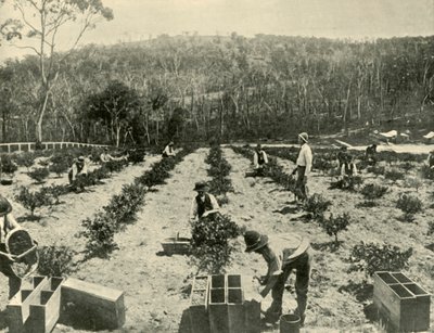 Stikkelsbærfarm, Glenbrook, 1901. af Unbekannt