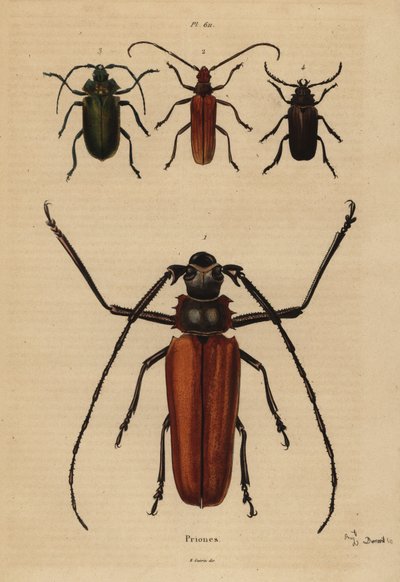 Stor langhornsbille, Enoplocerus armillatus 1, Aegosoma scabricorne 2, Pyrodes nitidus 3 og Prionus desmaretii 4 af Unbekannt