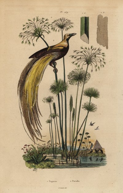 Større paradisfugl, Paradisaea apoda og papyrusgræs, Cyperus papyrus af Unbekannt