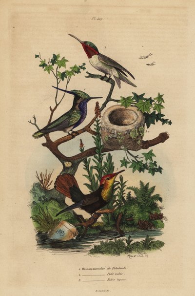 Grønkronet hjejlefugl, Stephanoxis lalandi, rubinstrubet kolibri, Archilochus colubris og rubin-topaz kolibri og rede, Chrysolampis mosquitus af Unbekannt