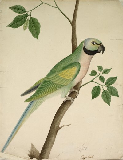 Grøn papegøje, ca. 1820. af Unbekannt
