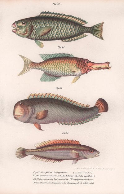 Grøn papegøjefisk. Indisk langmund, Rasirnesser, Wrasse, ca. 1850