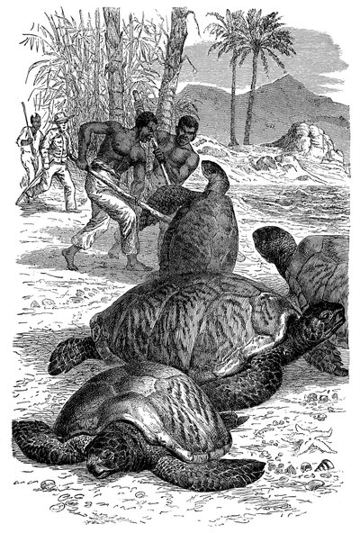 Grøn skildpadde bliver fanget af jægere, 1884 af Unbekannt