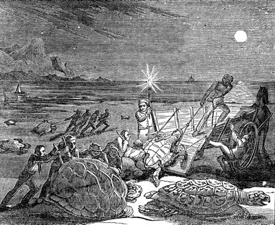 Grønne skildpadder og uægte skildpadder fanget på Cubas kyst, 1832 af Unbekannt