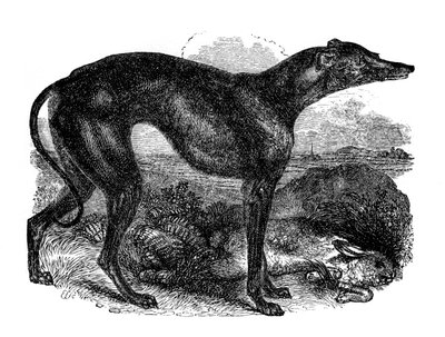 Greyhound, 1848 af Unbekannt