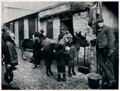 Grooming costers æsler, London, c1903 1903 af Unbekannt