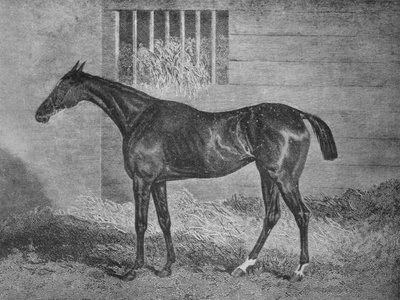 Gulnare, 1800-tallet, 1911 af Unbekannt