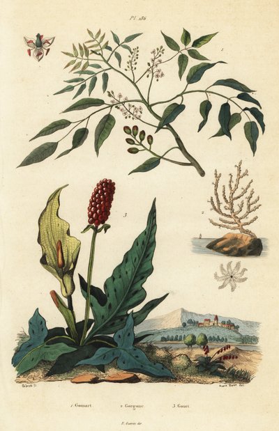 Gumbo-limbo, Bursera simaruba 1, bred havviftekoral eller vorte gorgonian, Eunicella verrucosa 2 og gøgeurt, Arum maculatum 3, Gomart, Gorgone, Gouet af Unbekannt