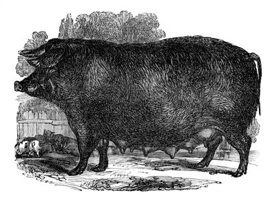 Hampshire so, 1848 af Unbekannt