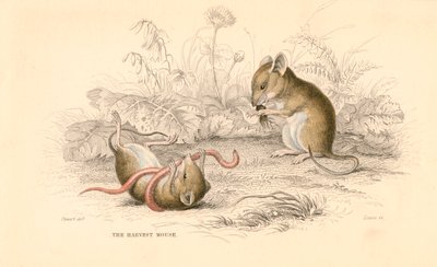 Høstmus Micromys minutus af den gamle verden, 1828 af Unbekannt