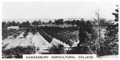 Hawkesbury Agricultural College, New South Wales, Australien, 1928 af Unbekannt