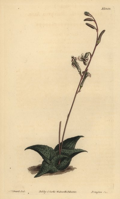 Havarthia venosa (Recurved Aloe, Aloe Recurve) af Unbekannt