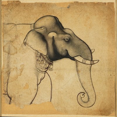 Hoved af en elefant, 1700-1710 af Unbekannt