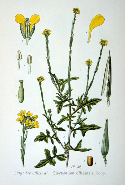 Hæksennep, 1893 af Unbekannt