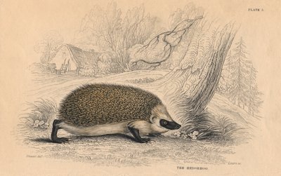 Europæisk pindsvin Erinaceus, 1828 af Unbekannt