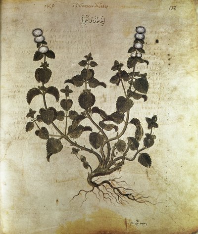 Urter Pebermynte (plant de menthe), 6. århundrede af Unbekannt