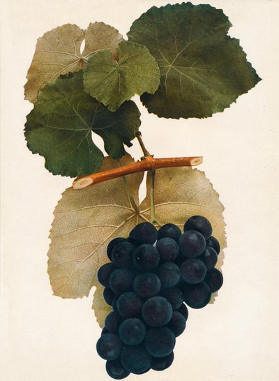 Herbert, 1908. af Unbekannt