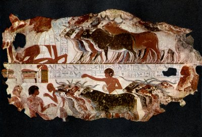 Besætninger af kvæg fra tiden under det 18. dynasti, Egypten, c1400 f.Kr. 1936 af Unbekannt