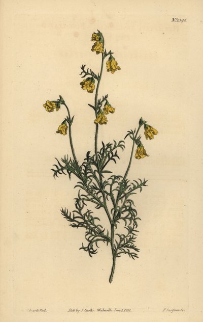 Hermannia confusa (Finbladet hermannia, Hermannia tenuifolia) af Unbekannt