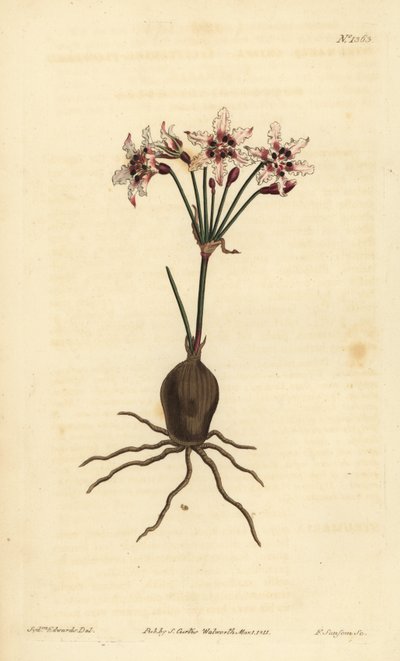 Hessea cinnamomea (glitrende blomstret strumaria, Strumaria crispa) af Unbekannt