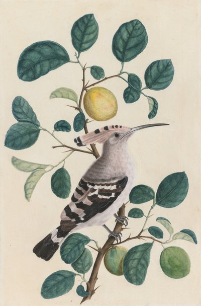 Hoopoe on a Citrus Tree Green, ca. 1800. af Unbekannt