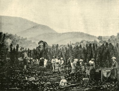 Humleplukning i Tasmanien, 1901. af Unbekannt