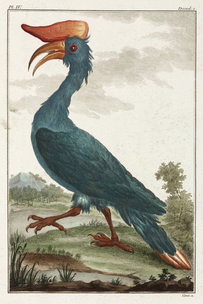 Hornbill af Unbekannt