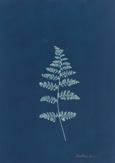 Hothocleana, ca. 1850