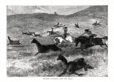 Jagt Guanacos med Bolas, Sydamerika, 1877 af Unbekannt
