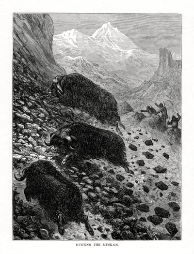 Jagt på moskusoksen, 1877 af Unbekannt