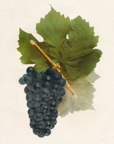 Hybrid Franc, 1908. af Unbekannt
