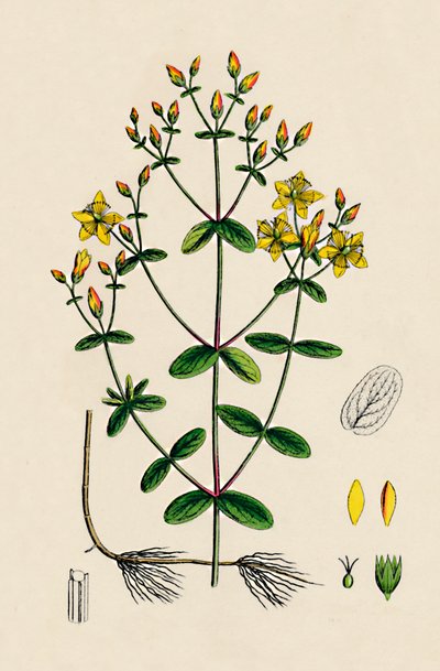 Hypericum Boeticum. St. John