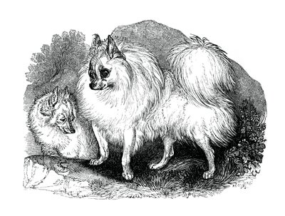 Islandsk hund, 1848 af Unbekannt