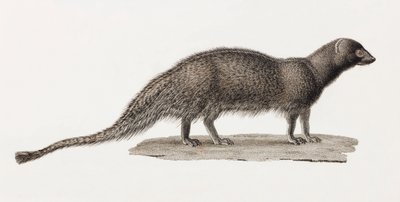 Ichneumon Mongoose af Unbekannt