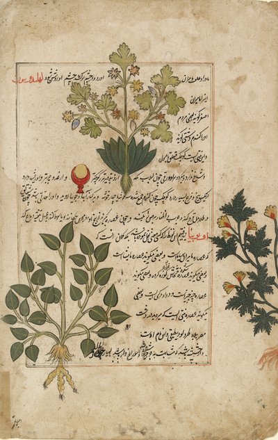 Illustreret dobbelt folio forestillende tidsler og andre lægeplanter, 1595 af Unbekannt