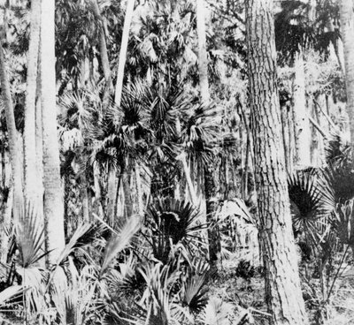 I junglen, Indien, omkring 1900-tallet af Unbekannt