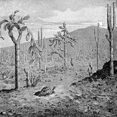 Indefatigable Island, Galapagos Øhav, 1895 af Unbekannt