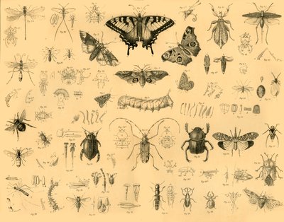 Insekter, c1910. af Unbekannt