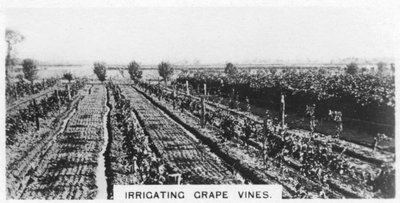 Vanding af vinstokke, Australien, 1928 af Unbekannt