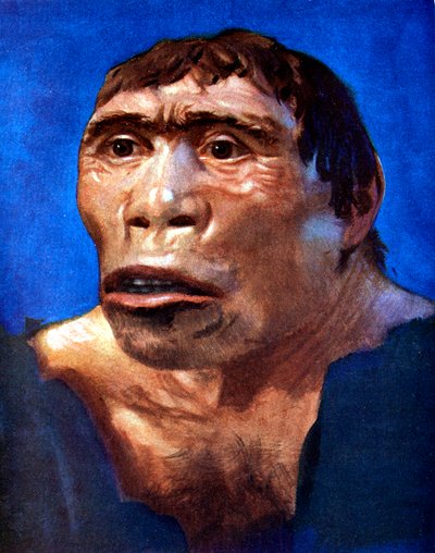 Java-mand Pithecanthropus erectus af Unbekannt