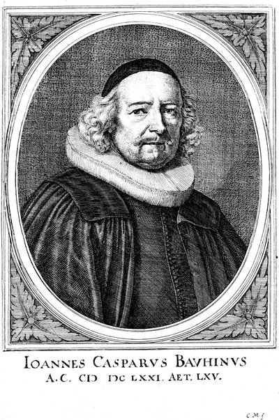 Jean Caspar Bauhin 1606-1659, schweizisk læge og botaniker af Unbekannt