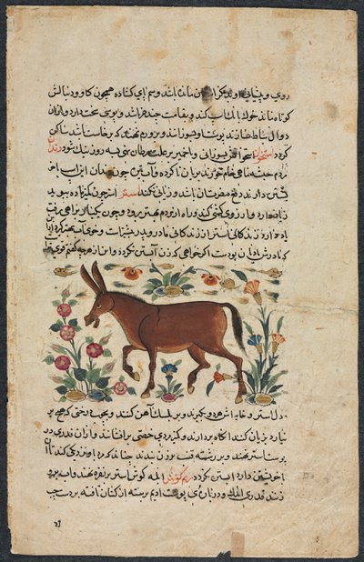 Khar Ass, fra en Nuzhat-nama-yi alai Excellent Book of Counsel..., 1400-tallet. af Unbekannt
