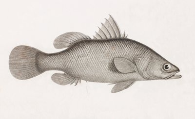 La Perche Latous af Unbekannt