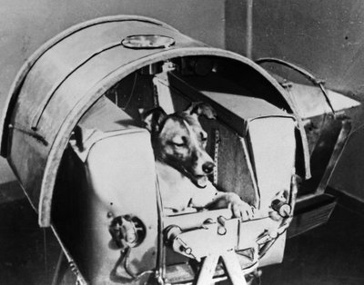 Laika, russisk kosmonauthund, 1957 af Unbekannt